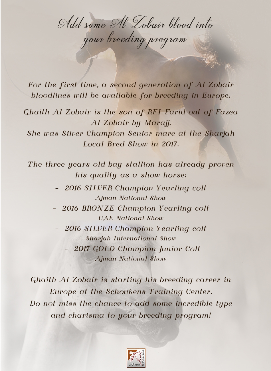 Add some Al Zobair blood into your breeding program