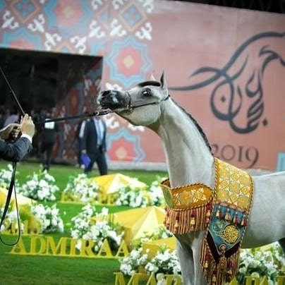 What a fantastic weekend of results at Ajman Arabian Horse Show!