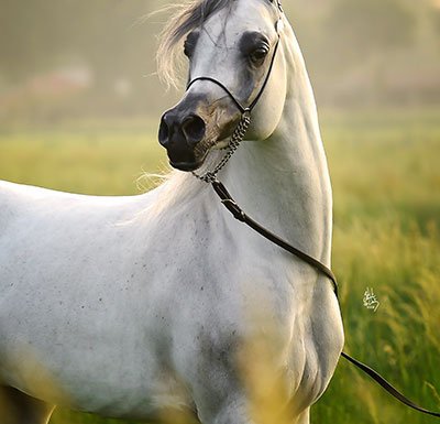 Stallions Purebred” width=