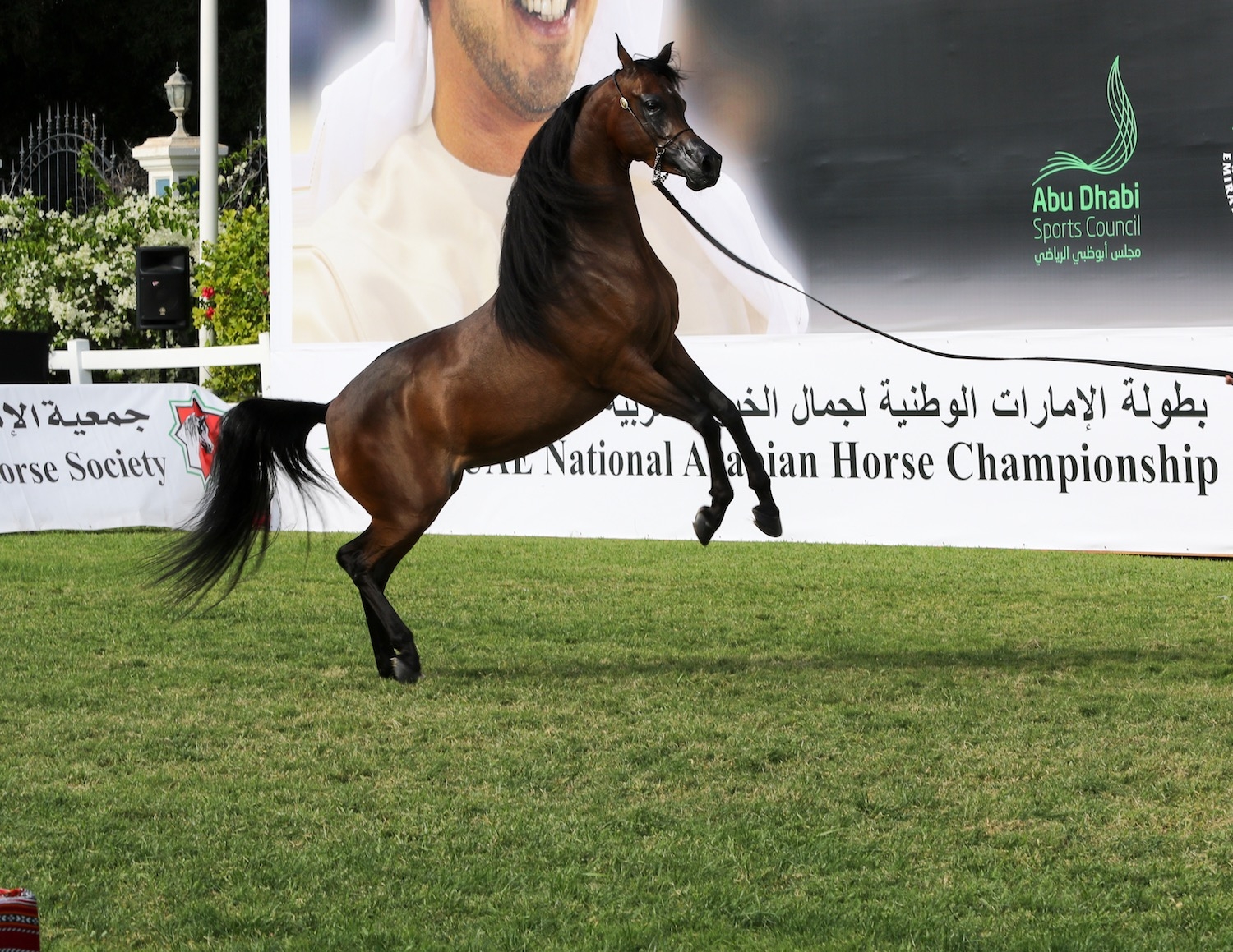 Our Gold & Silver champions from more than 600 horses in the UAE Nationals