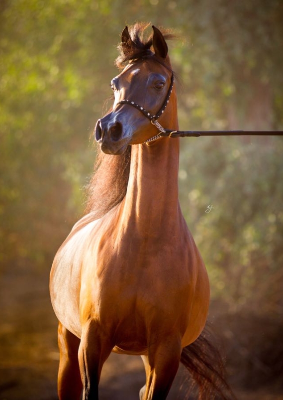 Najdah Al Zobair