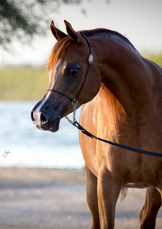 Star Of Al Zobair