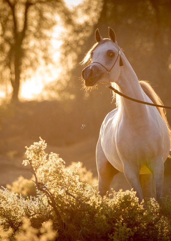 Taghreed Al Zobair