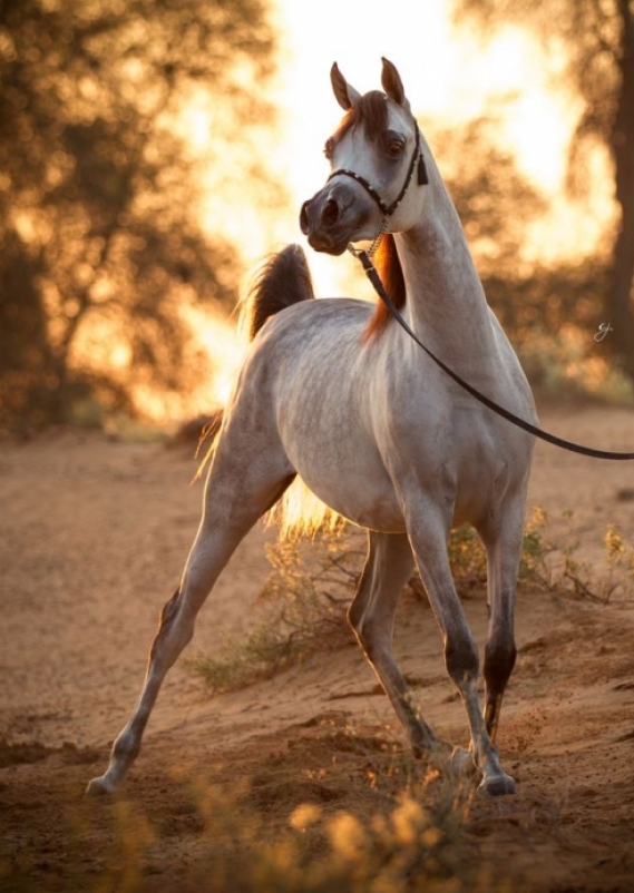 Mahassan Al Zobair