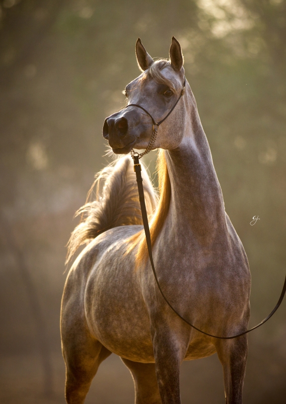 Belbelah Al Zobair