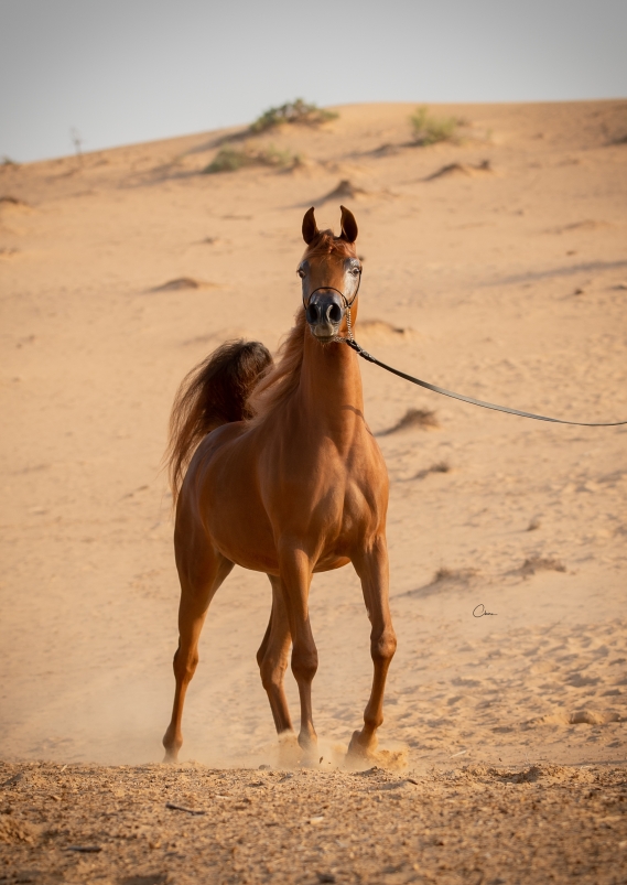 Rouwaya Al Zobair