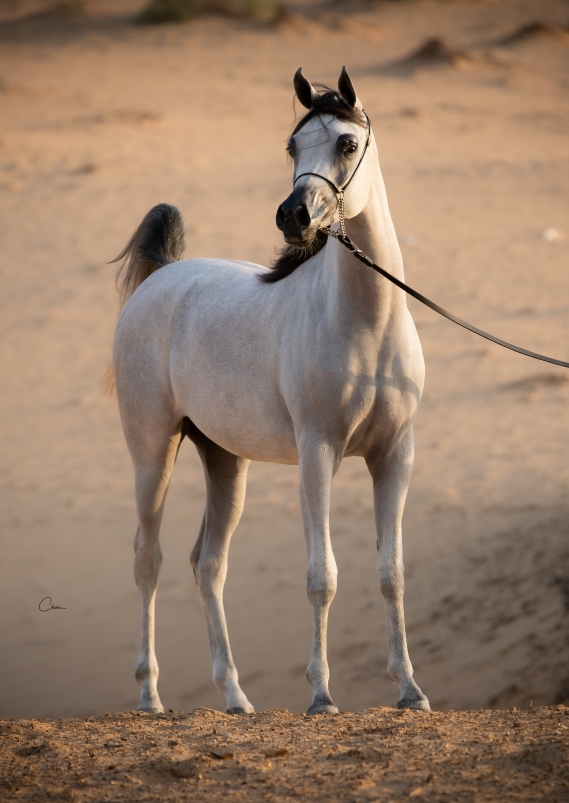 Toflah Al Zobair