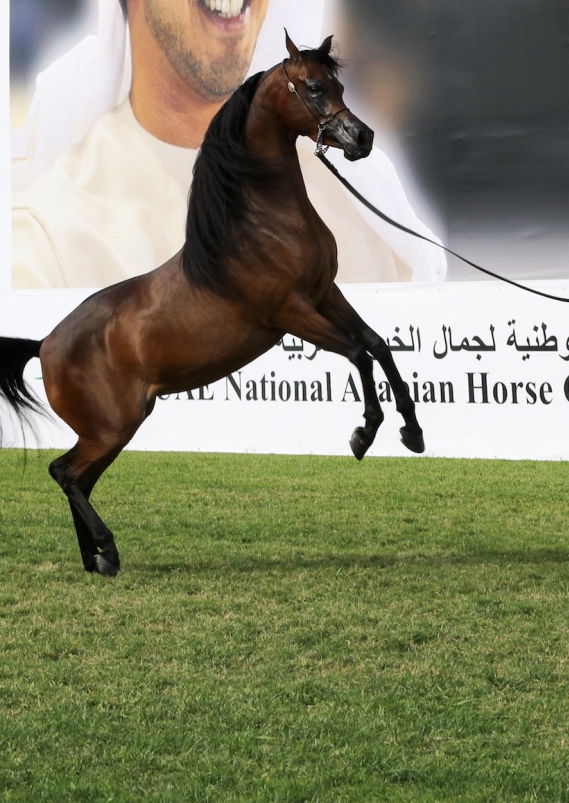 Our Gold & Silver champions from more than 600 horses in the UAE Nationals