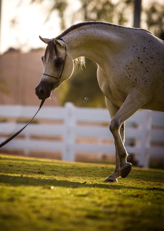 Kahramanah Al Zobair - soon in her new home !